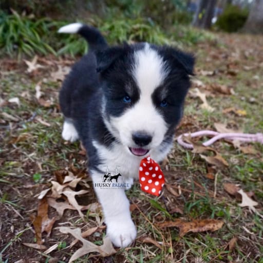 AKC Biscuit 14